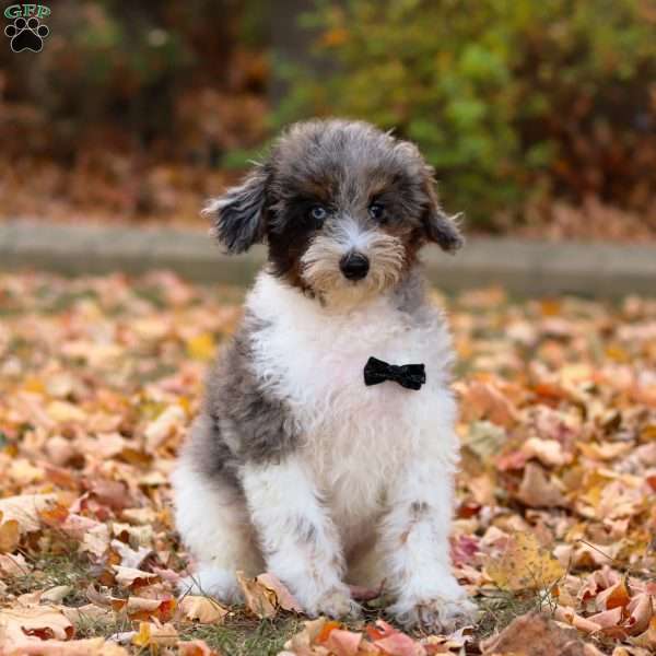 Jasper, Miniature Poodle Puppy